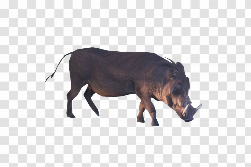 Wild Boar Common Warthog Transparency Desktop Wallpaper - Lion - Pigs Transparent PNG