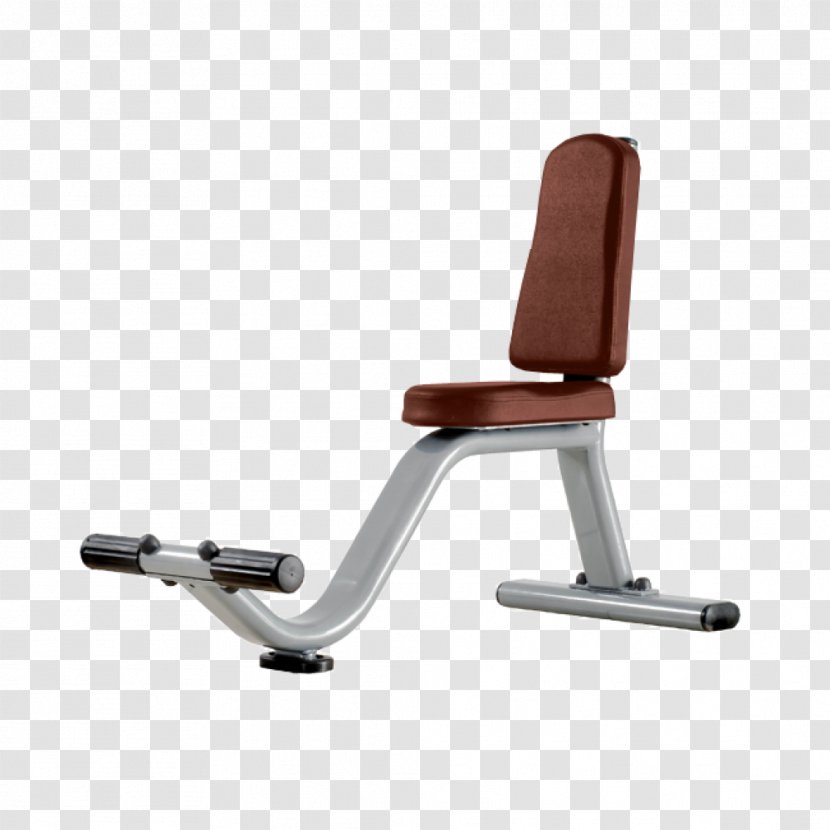 Exercise Equipment Bench Fitness Centre - Biceps Curl - Dumbbell Transparent PNG