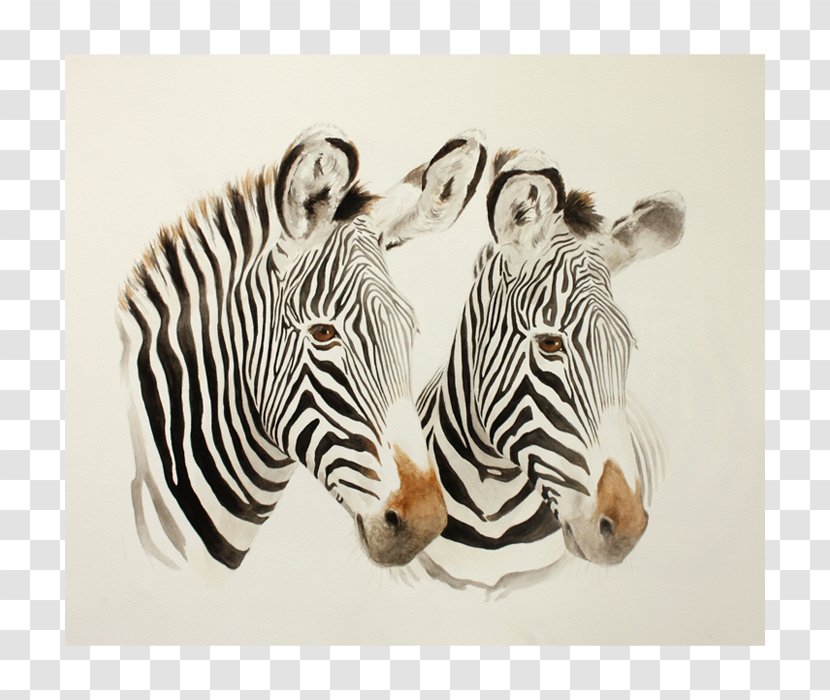 Quagga Cat Zebra Wildlife Portrait - Bbc Transparent PNG