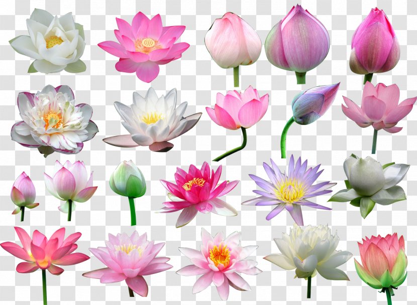 Nelumbo Nucifera Flower Clip Art - Artificial - Lotus Transparent PNG