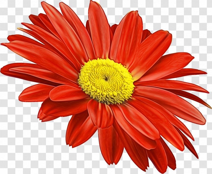 Daisy - Plant - Gazania Transparent PNG