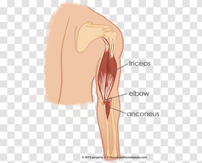Thumb Anconeus Muscle Shoulder Elbow - Tree - To And Arm In Transparent PNG