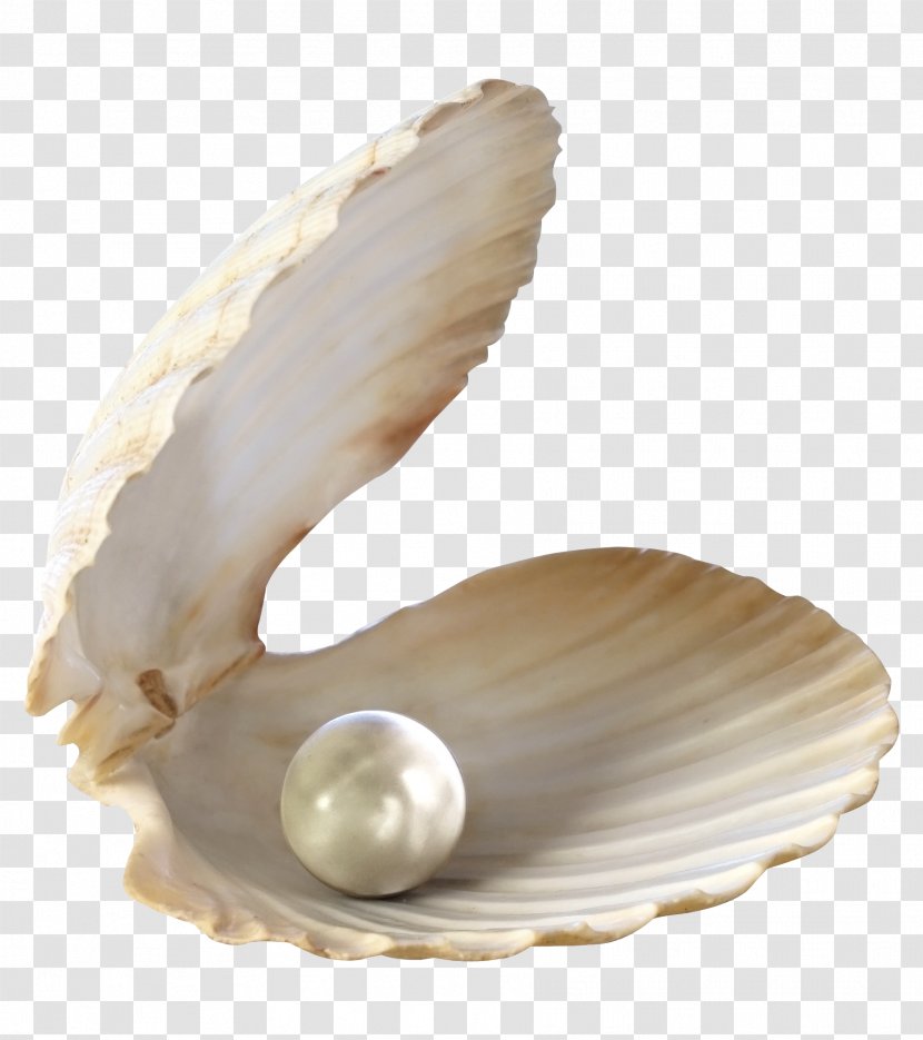 Pearl Seashell Jewellery - Clam Transparent PNG