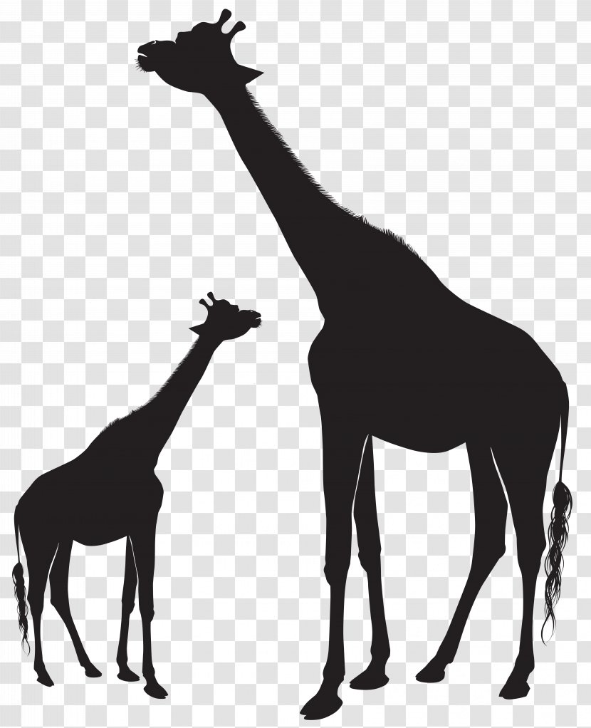 Giraffe Silhouette Animal Mammal Horse - Giraffes Clip Art Image Transparent PNG