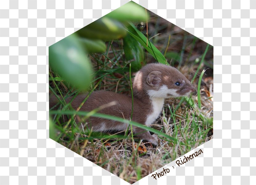 Fauna Wildlife Mustelids Snout - Mustelidae - Eucobresia Nivalis Transparent PNG