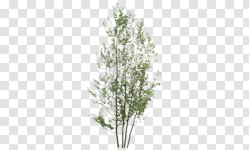 Tree Birch Clip Art - Flowering Plant Transparent PNG