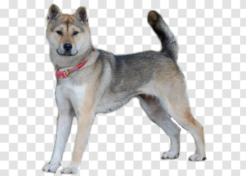 Saarloos Wolfdog East Siberian Laika West Akita Kunming - Korean Jindo Dog Transparent PNG