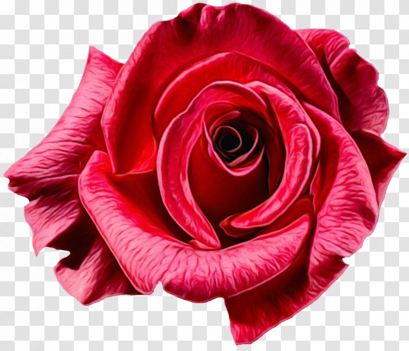 Flower Garden Roses Clip Art Image - Rose Order - Closeup Transparent PNG