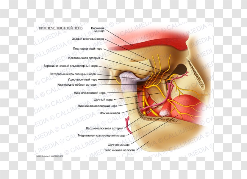 Mandibular Nerve Trigeminal Mandible Lateral Pterygoid Muscle - Flower - Auriculotemporal Transparent PNG