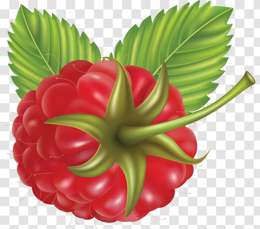 Raspberry Clip Art - Food Transparent PNG
