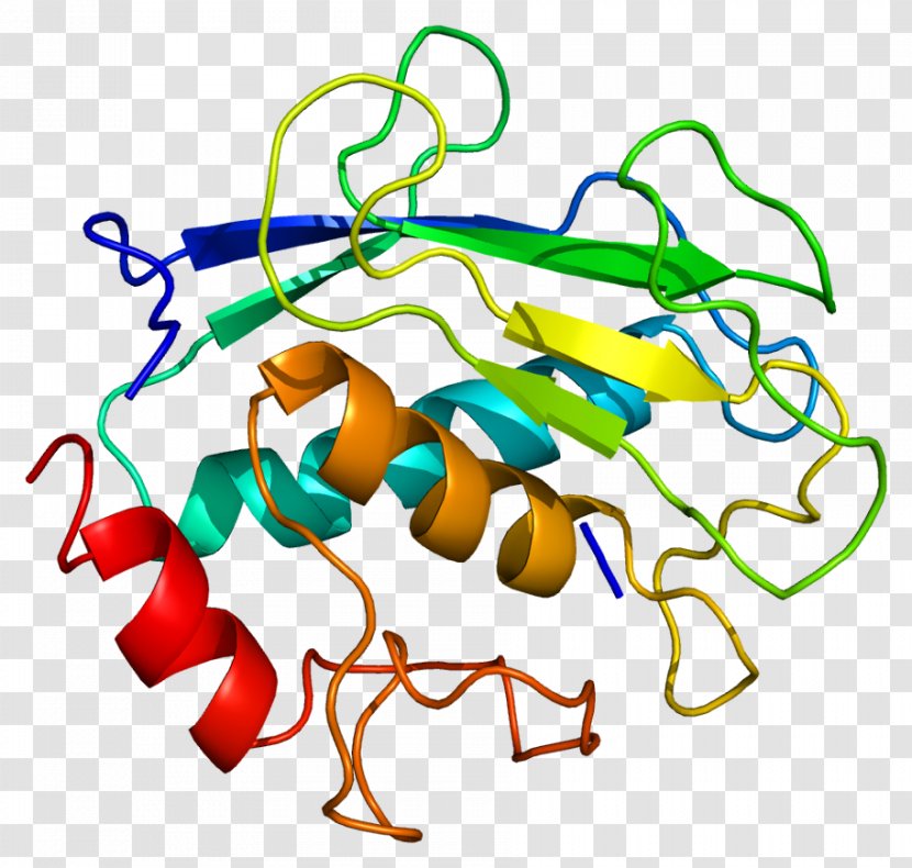 Matrix Metalloproteinase MMP8 Collagenase Horseradish Peroxidase - Gene - Protein Structure Transparent PNG