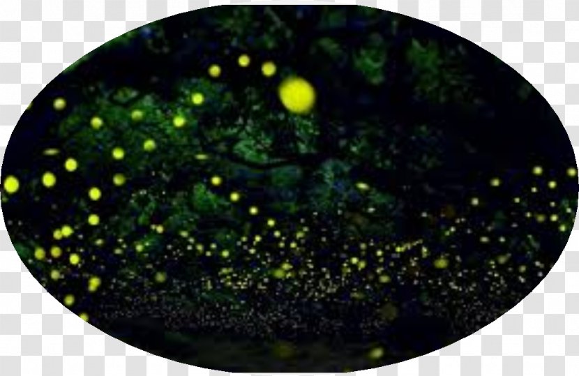 Light Time-lapse Photography Firefly - Fireflies Transparent PNG