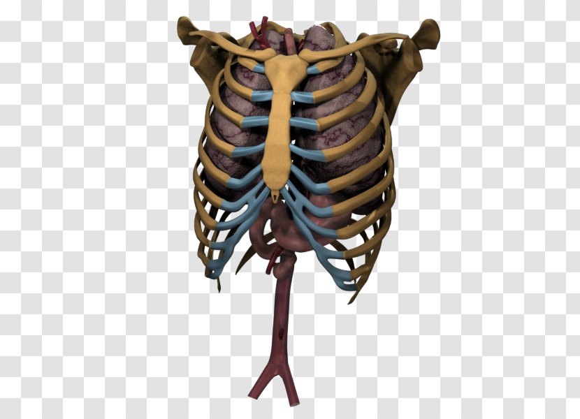 Skeleton Bone Organism Transparent PNG