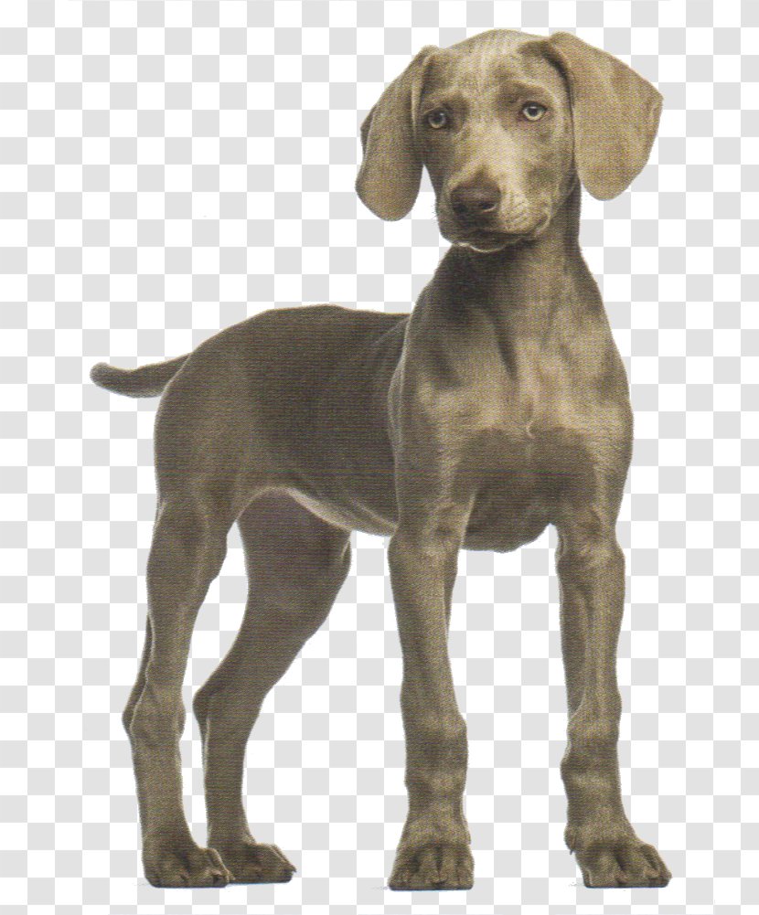 Weimaraner Bloodhound Puppy Labrador Retriever Shar Pei - Plott Hound Transparent PNG