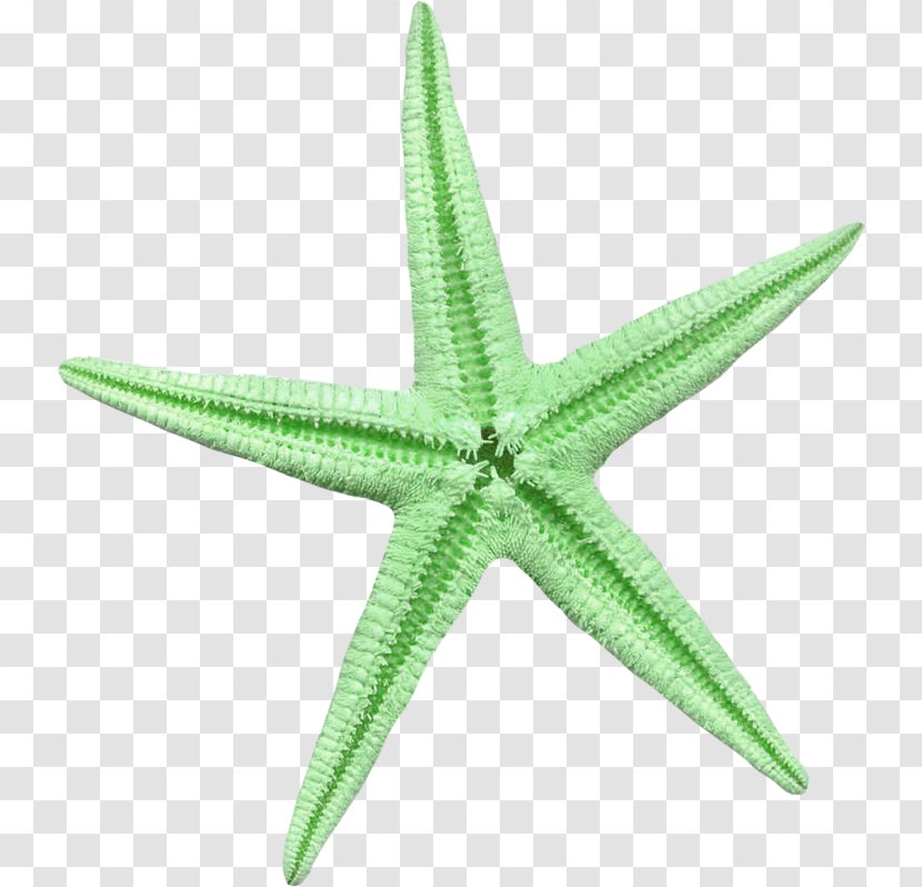 Starfish Linckia Laevigata Green - Echinoderm - Ocean Cutout Transparent PNG
