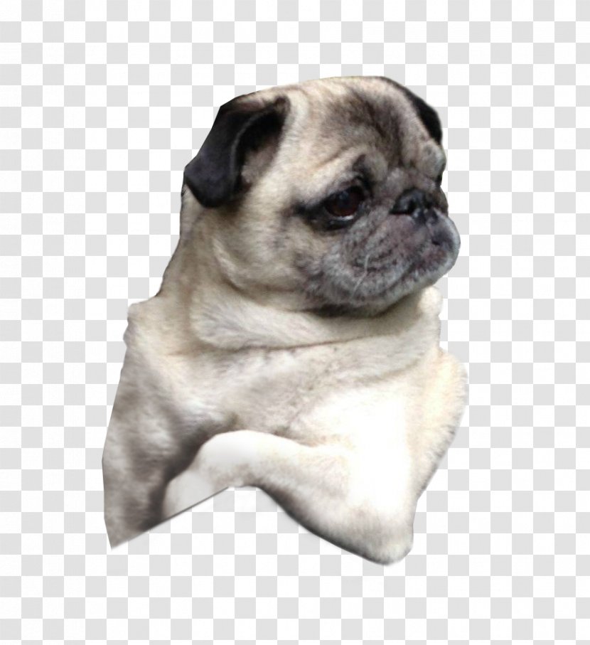 Pug Puppy Dog Breed Companion - Toy Transparent PNG