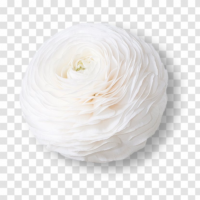 White Flower Ranunculus Asiaticus Petal Color Transparent PNG