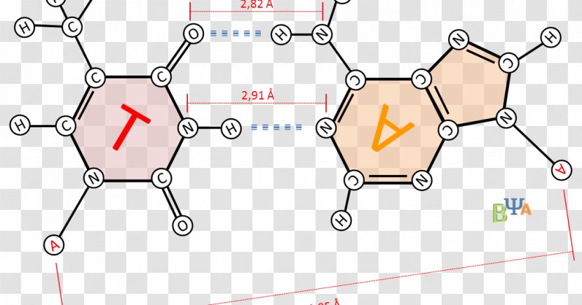 Thymine Adenine Cytosine Guanine - Text - Mundo Transparent PNG