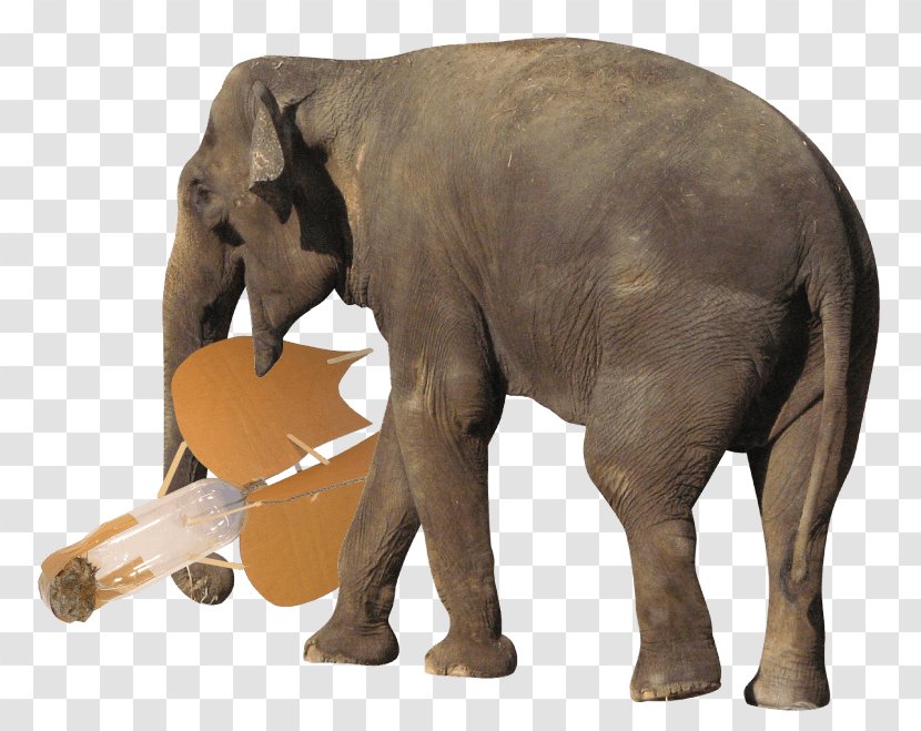 African Bush Elephant Elephantidae Desktop Wallpaper Photography - Water Transparent PNG