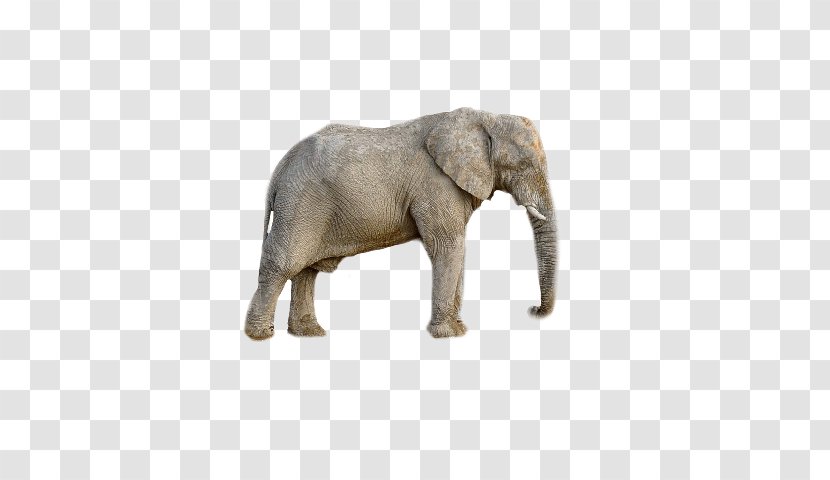 African Elephant Animal - Video Transparent PNG