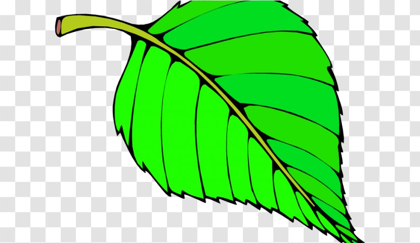 Banana Leaf - Plant - Stem Transparent PNG