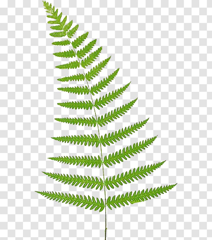 Clip Art Fern Free Content Openclipart - Royaltyfree - Transparent Compass key Transparent PNG