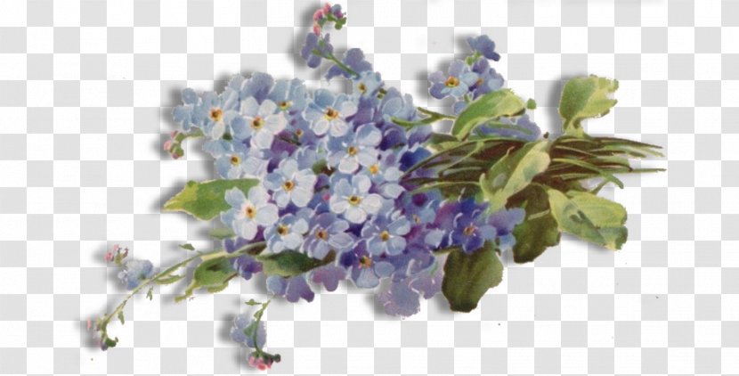 Flower - Color - Forget Me Not Free Download Transparent PNG