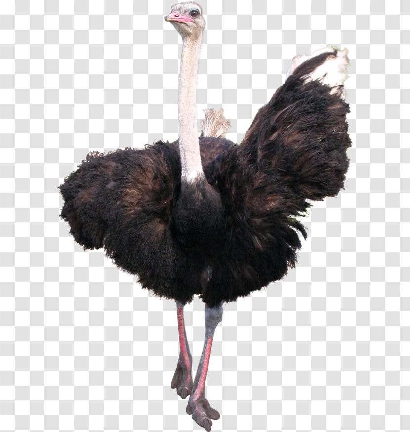 Common Ostrich Bird Emu - Ratite Transparent PNG