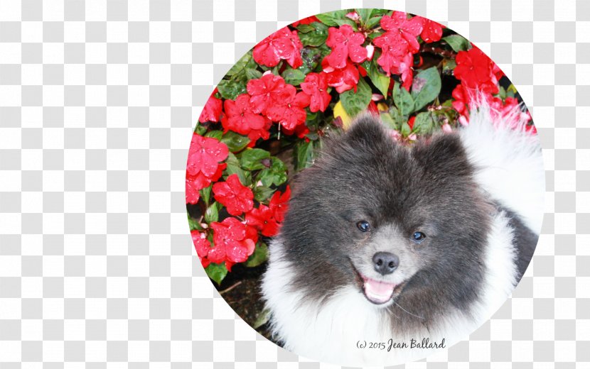 German Spitz Klein Mittel Keeshond Pomeranian Volpino - Puppy Transparent PNG