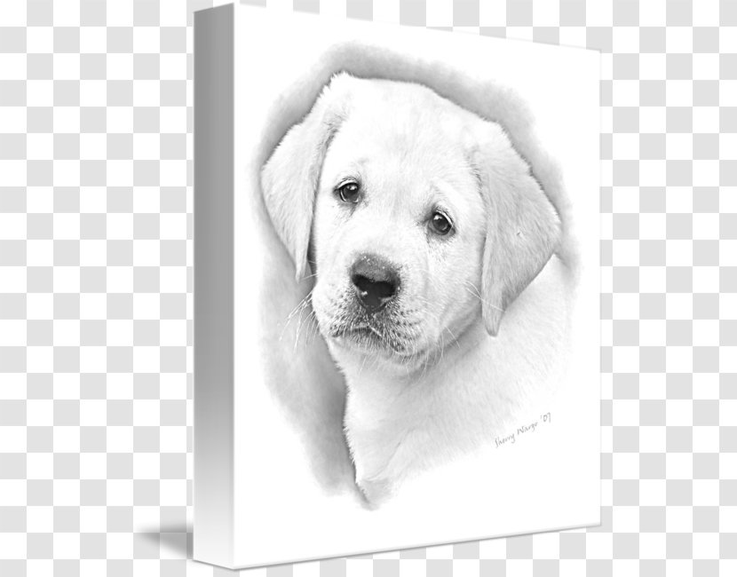 Labrador Retriever Golden Puppy Dog Breed Akbash - Lab Transparent PNG