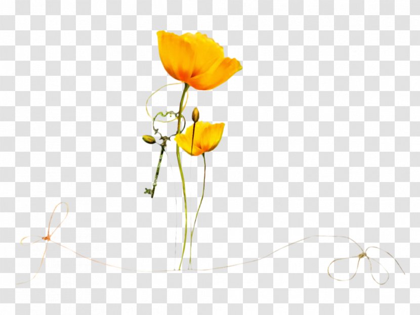Design Desktop Wallpaper Flower Flash Video - Poppy Family - Cut Flowers Transparent PNG