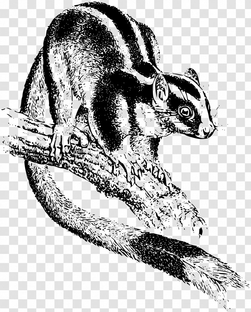 Chipmunk Marsupial Viverrids Opossum - Fauna - Kangaroo Transparent PNG