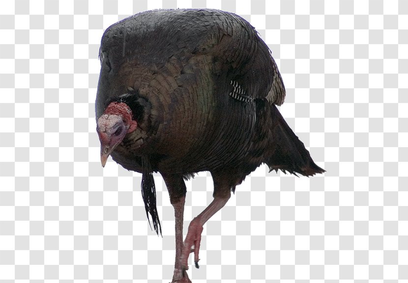 Beak Neck Terrestrial Animal Domestication - Turkey Hunting Transparent PNG