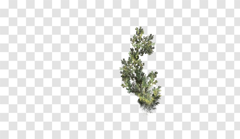Twig Mimosa Desktop Wallpaper Plant Stem Photography - Leaf Transparent PNG