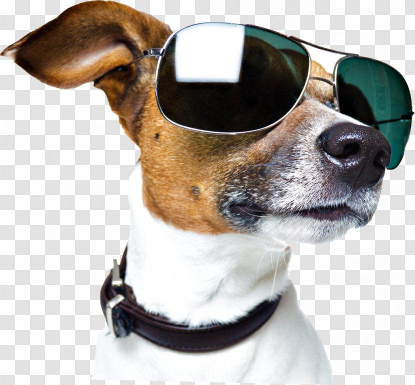 Dog With Sunglasses - Companion - Breed Transparent PNG