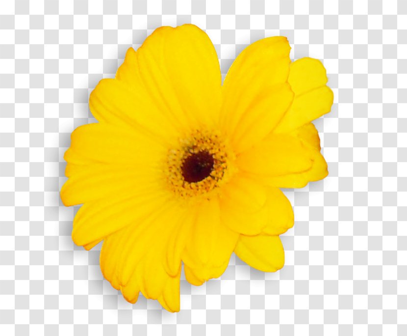 Transvaal Daisy Common Sunflower Cut Flowers Pot Marigold Petal - Yellow Transparent PNG
