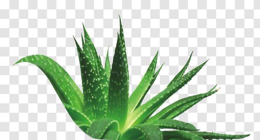 Aloe Vera Plant Indoor Air Quality Skin Care Extract - Olive Leaf Transparent PNG
