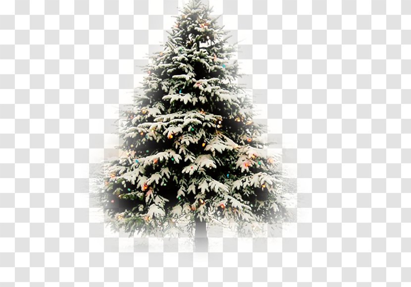Christmas Tree Fir Card - Spruce Transparent PNG