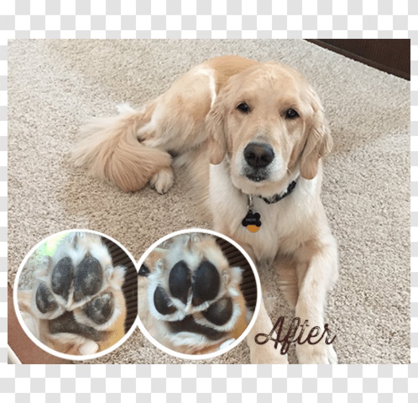 Golden Retriever Labrador Dog Breed Puppy Companion - Pet Transparent PNG
