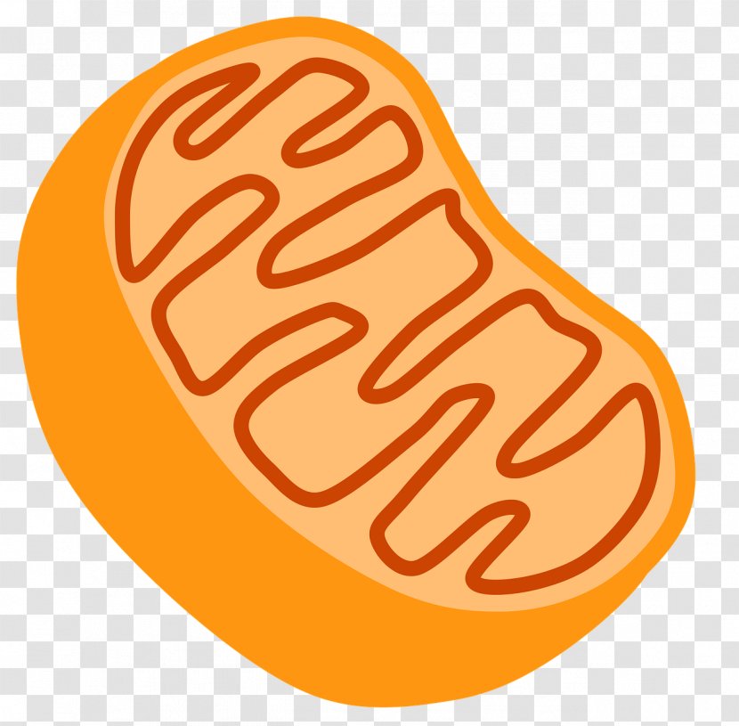 Mitochondrion Organelle Cell Clip Art - Holi Transparent PNG