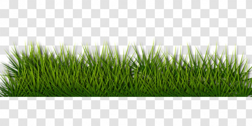 Lawn Mowers Artificial Turf Garden - On Demand Care - Green Transparent PNG