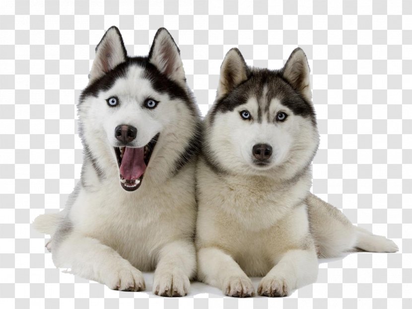 Miniature Siberian Husky Alaskan Klee Kai Malamute - Companion Dog Transparent PNG