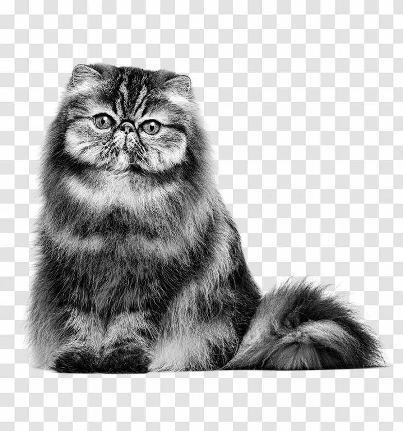 Persian Cat British Shorthair Maine Coon Siamese American - Cartoon - Petsmart Cats Transparent PNG