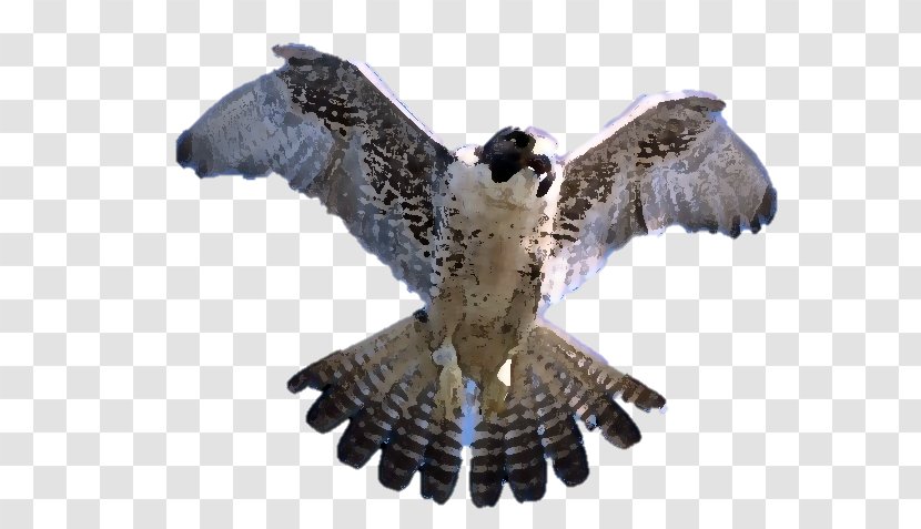 Peregrine Falcon Silhouette Photography - Eagle Transparent PNG