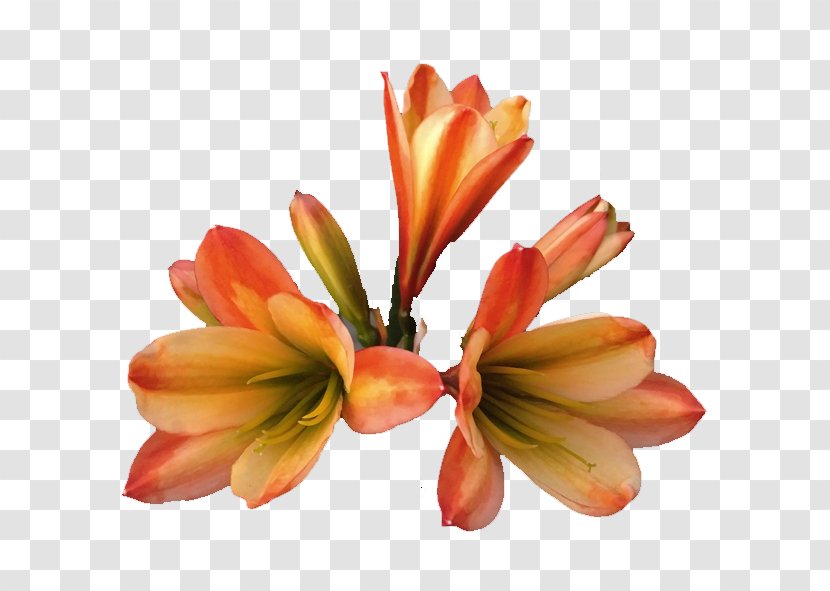 Cut Flowers Petal - Cycas Transparent PNG