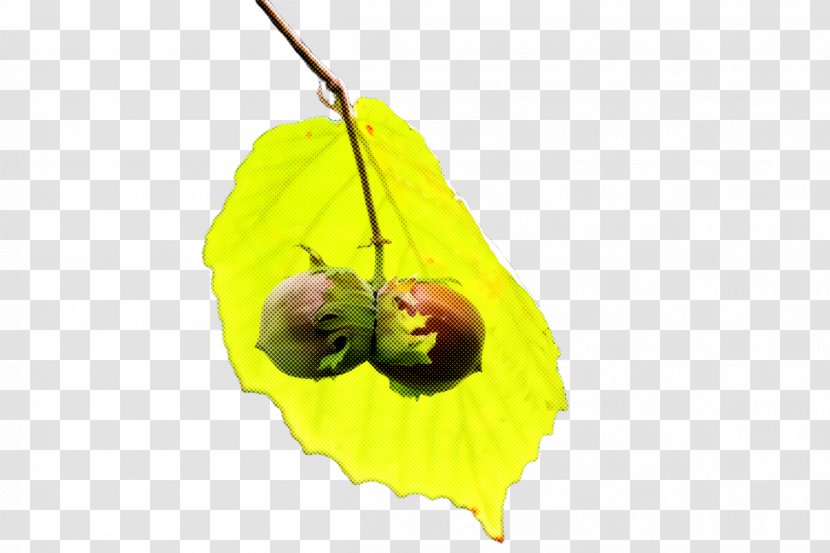 Leaf Yellow Plant Tree Flower - Bud Transparent PNG