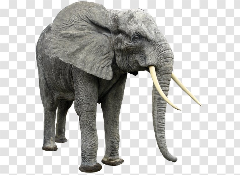 Elephant Clip Art - Organism Transparent PNG