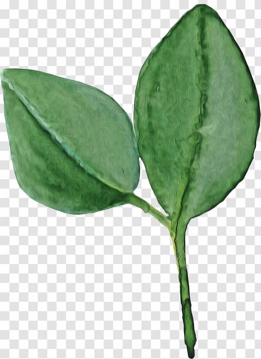 Leaf Plant Flower Coca Transparent PNG