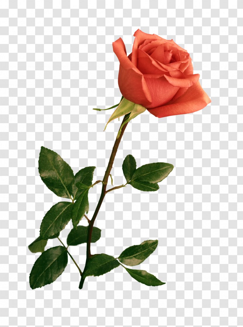 Floral Design Rose Flower Gift Zazzle - Flowering Plant Transparent PNG