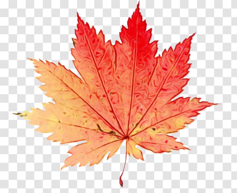 Maple Leaf - Tree - Flower Woody Plant Transparent PNG